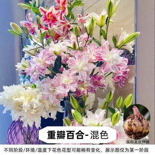进口重瓣香水百合花种球多