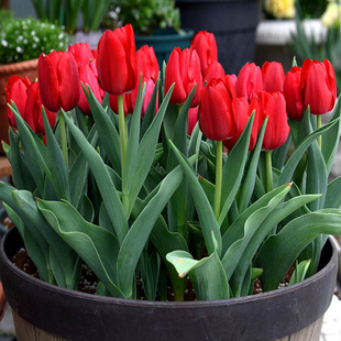 进口十颗郁金香大种球秋冬耐寒花卉盆栽阳台四季土水培种子风信子