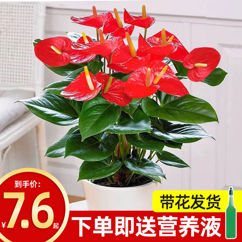 水培红掌白掌盆栽一帆风顺花卉植物室内好养绿植鸿运当头四季开花,农用物资,花卉林木种子/种苗/种球,淘宝优惠券,粉丝福利购,淘宝优惠卷