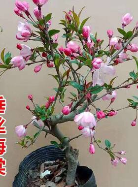 垂丝海棠盆栽植物室外好养老
