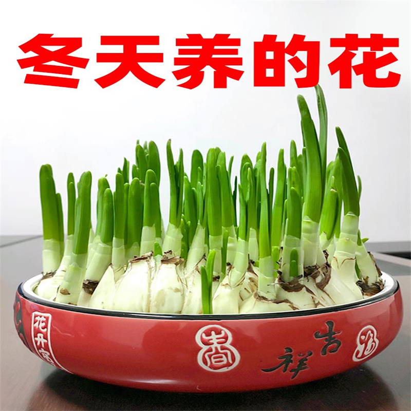 20个水仙花种球室内阳台桌