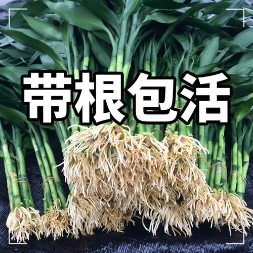 带根富贵竹水培植物养客厅