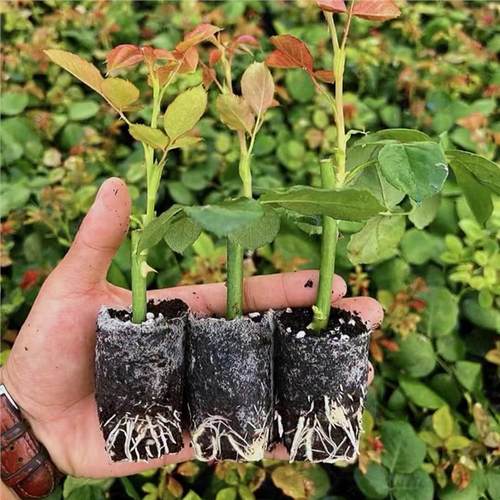 10棵切花大玫瑰杯苗带土球