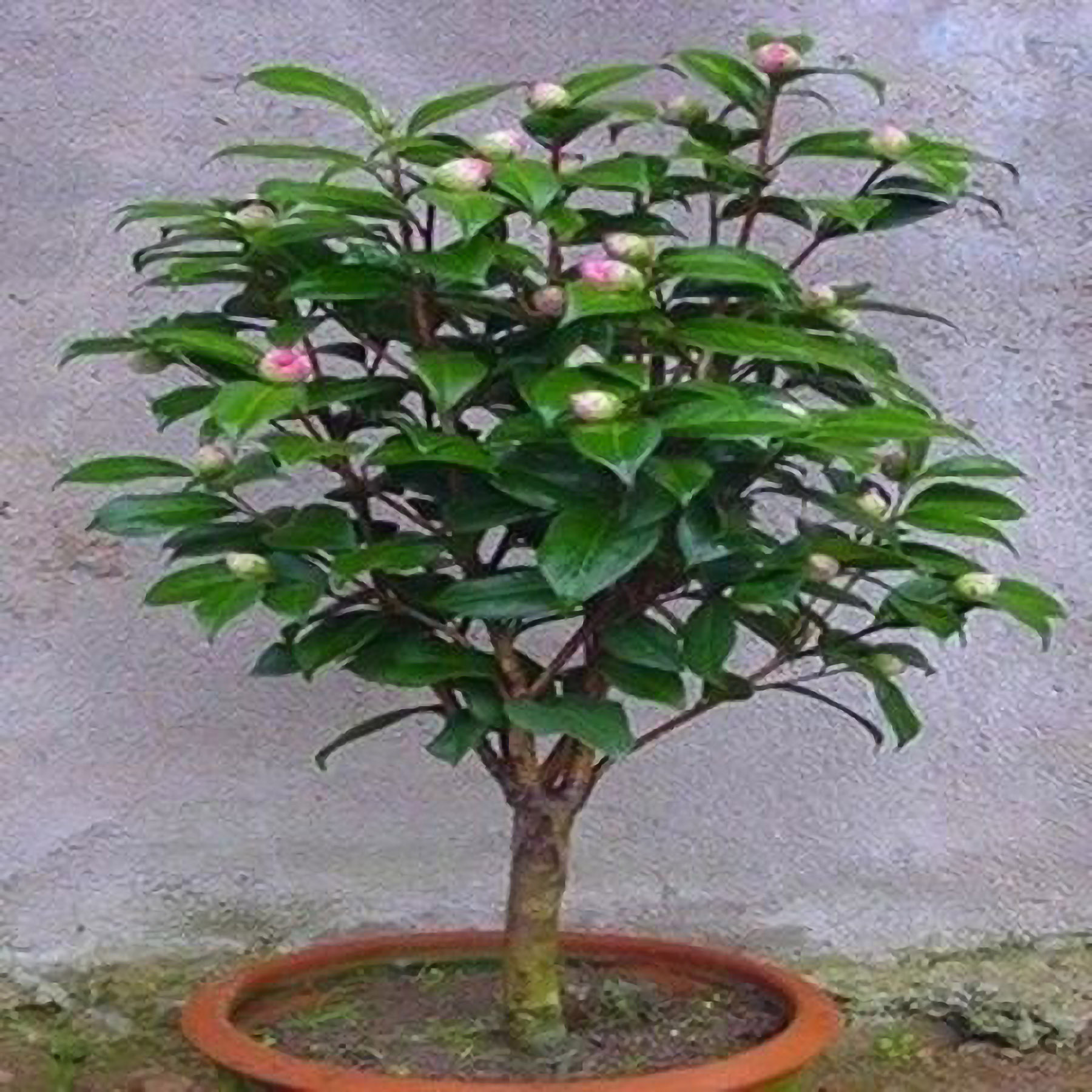 香妃山茶花盆栽带苞五色赤丹