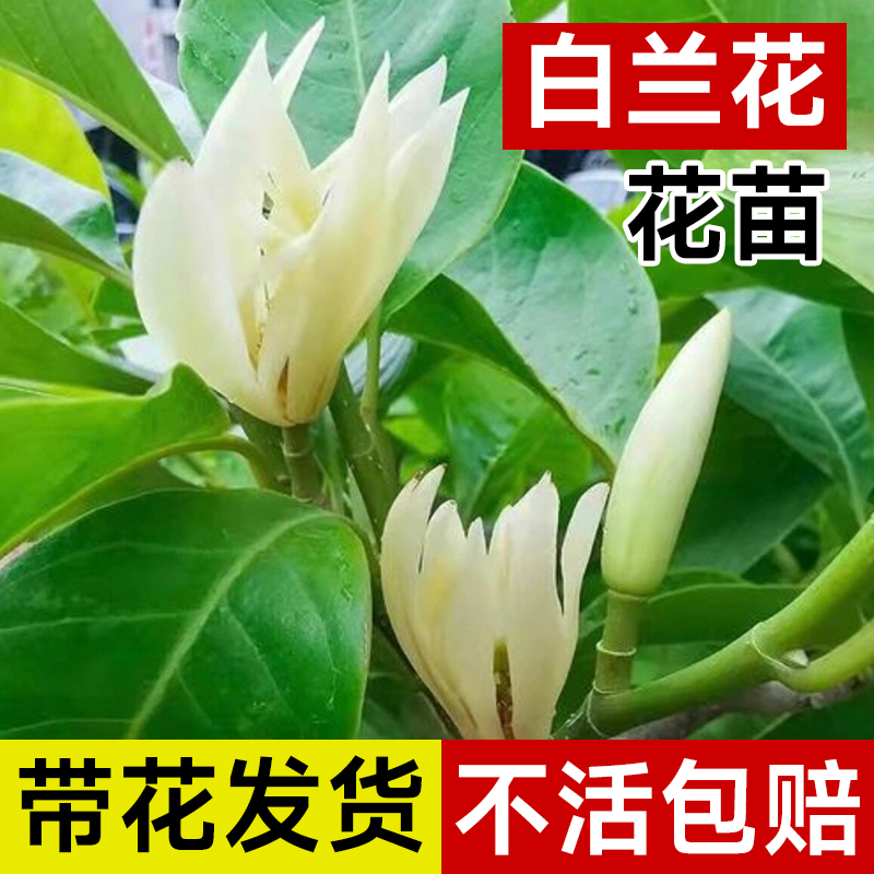 白兰花玉树苗盆栽老桩黄角