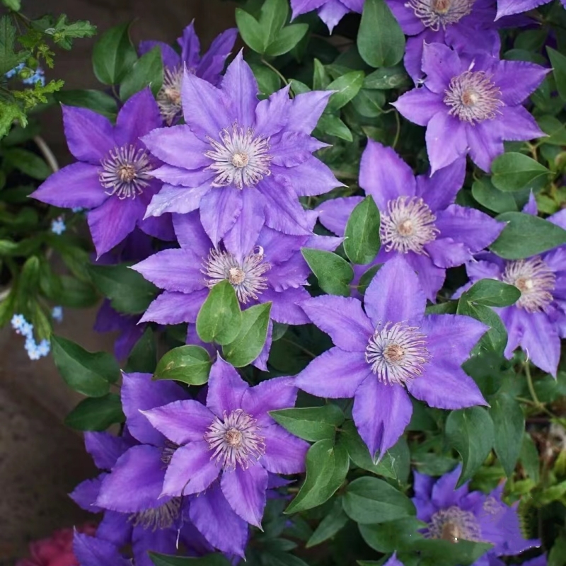 铁线莲种根重瓣四季易活庭院爬藤阳台室内耐寒多年生花卉盆栽植物