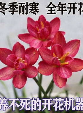 重瓣风雨兰种球韭菜水仙花葱
