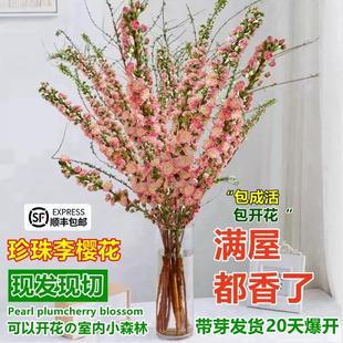 珍珠李樱花雪柳鲜枝鲜切龙柳室内好养水培植物花卉水养桃花枝鲜花