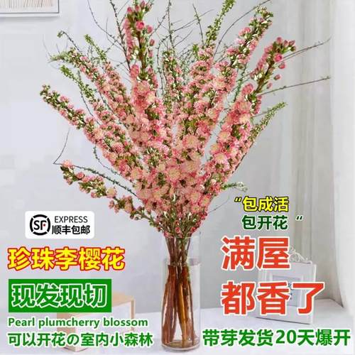 珍珠李樱花雪柳鲜枝切龙室