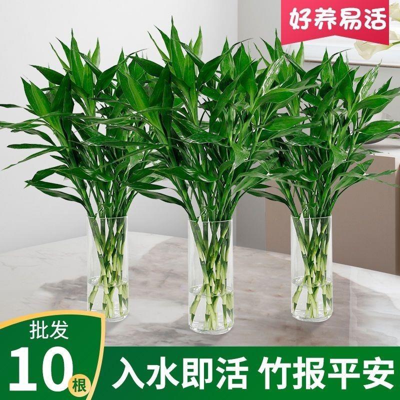 80-90厘米大竹叶富贵水培