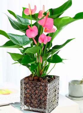 新品绿植粉掌苗带花室内