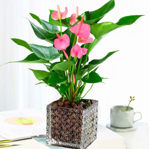 新品绿植粉掌苗带花室内