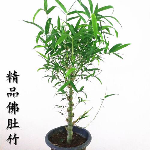 罗汉竹佛肚盆栽老桩四季常青