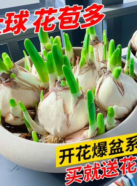 水仙花种球盆栽培室内四季养