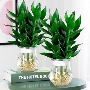 观音竹富贵竹水培带根植物盆栽客厅招财转运水养粗杆花卉绿植好养