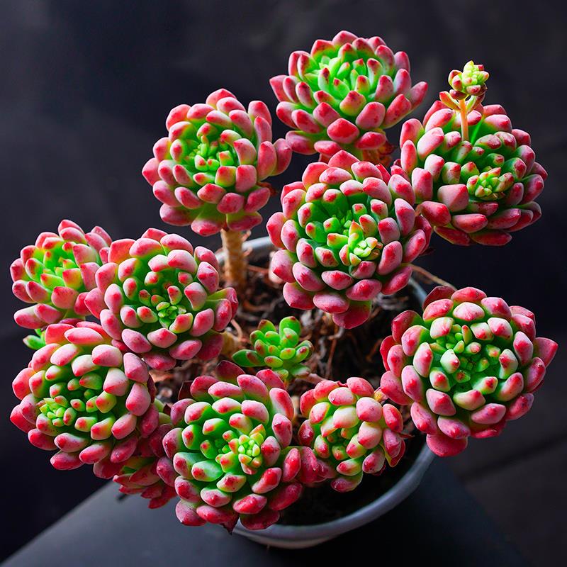 蓝苹果多头群生肉植物组合