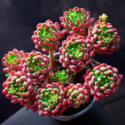 蓝苹果多头群生肉植物组合