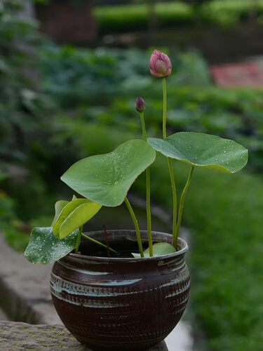 小型荷花盆栽水养种藕带芽碗