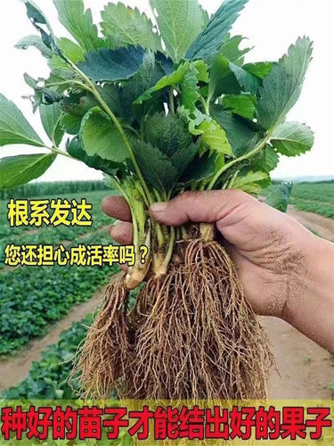 四季草莓苗奶油红颜秧大棚