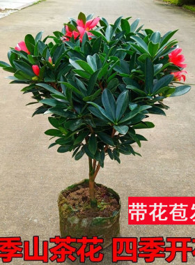 四季杜鹃山茶花树苗盆栽带