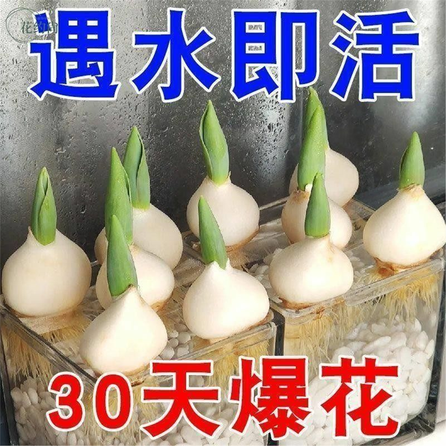 【五度球】郁金香种球好养四季荷兰盆栽庭院花卉5度浓香型好养活,鲜花速递/花卉仿真/绿植园艺,花托/移动托盘,淘宝优惠券,粉丝福利购,淘宝优惠卷