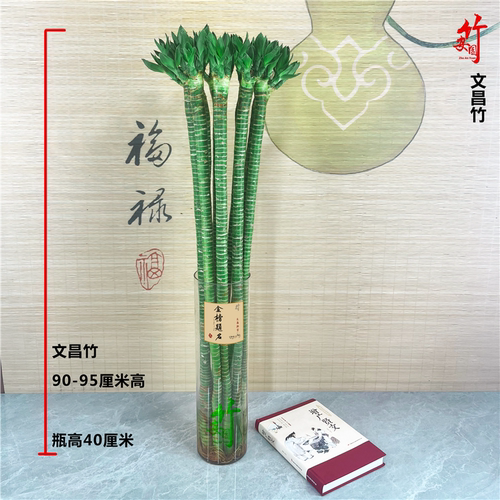 多头文昌竹4支带根龙水养