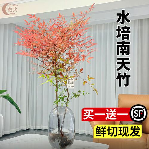 南天竹盆栽水培植物客厅真
