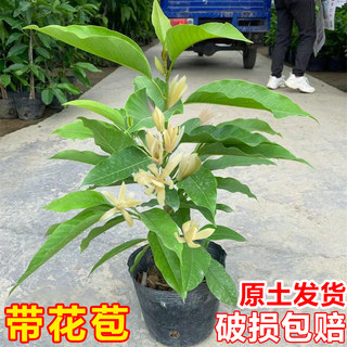 白兰花盆栽树苗带花苞玉兰花室内庭院四季开花浓香花卉黄角兰植物