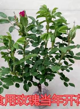 食用玫瑰花苗盆栽植物大马