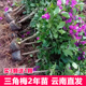 三角梅四季开花云南基地直发盆栽绿卉阳台庭院爬藤植物小苗