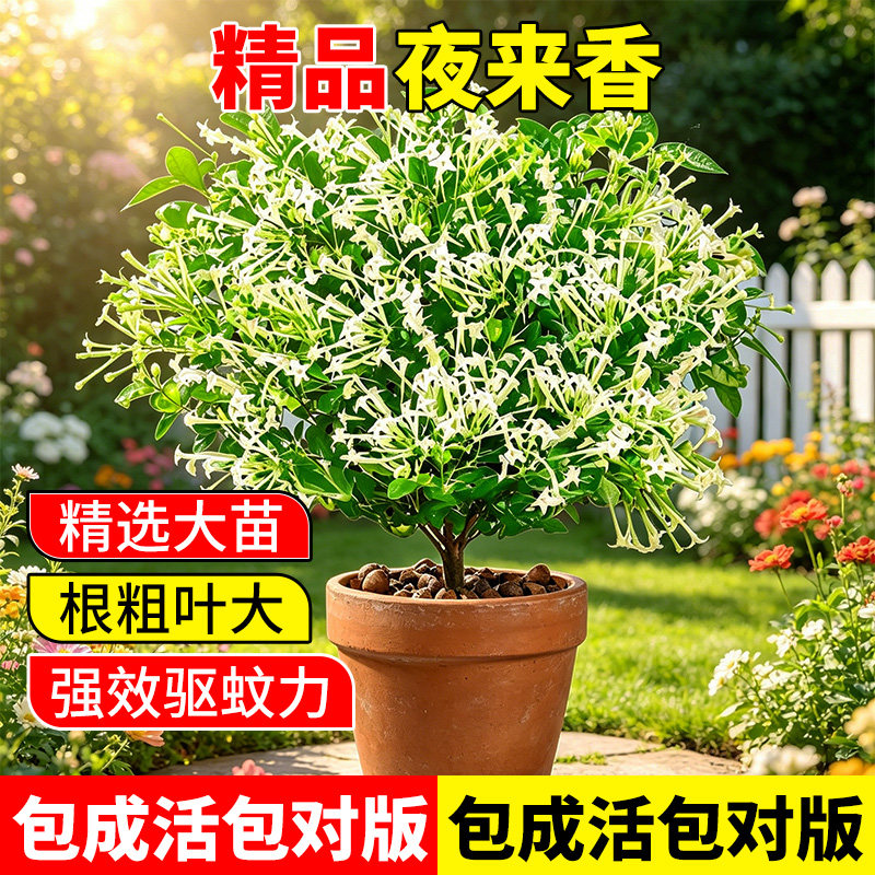 夜来香盆栽夏季驱蚊香草树苗花卉绿植物室内桌面阳台客厅四季开花