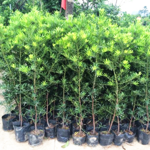 日本罗汉松树苗庭院阳台室内花卉盆栽绿植物可做盆景树桩四季常青