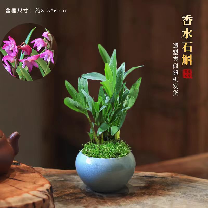 澳洲香水石斛兰盆栽室内植物秋冬带花苞桌面花办公室绿植好养兰花