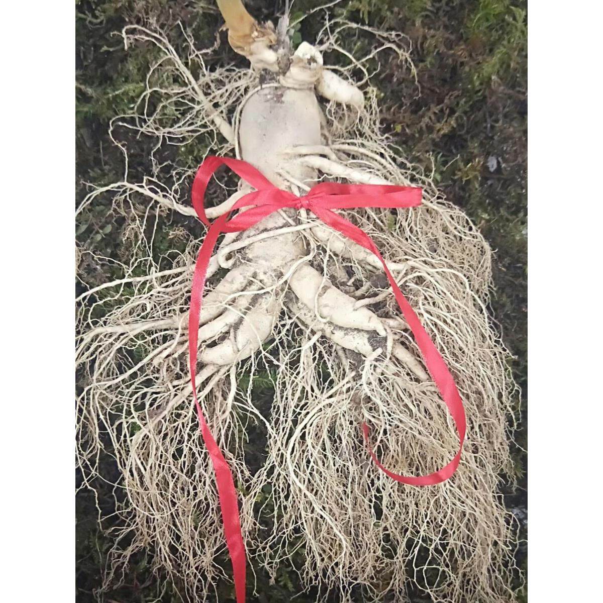 白长FZX山东吉林新鲜北特大人单支特大人参8年参非林下参野山参包