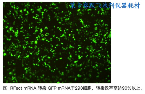 百代RFect mRNA转染试剂盒专用mRNA高效转染多数贴壁细胞悬浮细胞