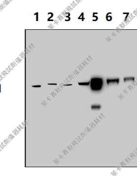 Bioworld单/多克隆抗体内参抗体 层粘连蛋白B1小鼠单克隆抗体-HRP