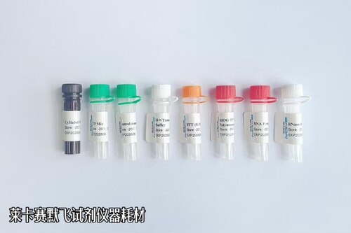 BIOG Cy3标记RNA探针合成试剂盒,高效制备Cy3标记RNA探针的试剂盒