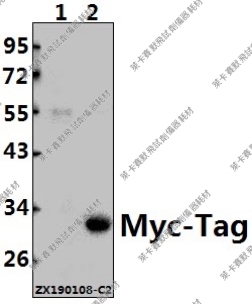 Bioworld标签抗体Myc-Tag多抗/单抗Myc-tag(5D10/19C2)单克隆抗体