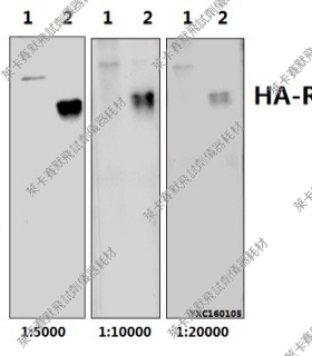 Bioworld标签抗体HA-tag(4G3)单抗-HRP，HA-tag(26D11)单克隆抗体