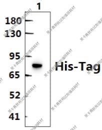 Bioworld标签抗体His-tag多抗/4C2单抗/小鼠单克隆抗体HRP 已转染