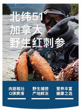 高功GUZ食率光干海阿干货拉斯加红参孕妇无盐非即参加拿大野生海