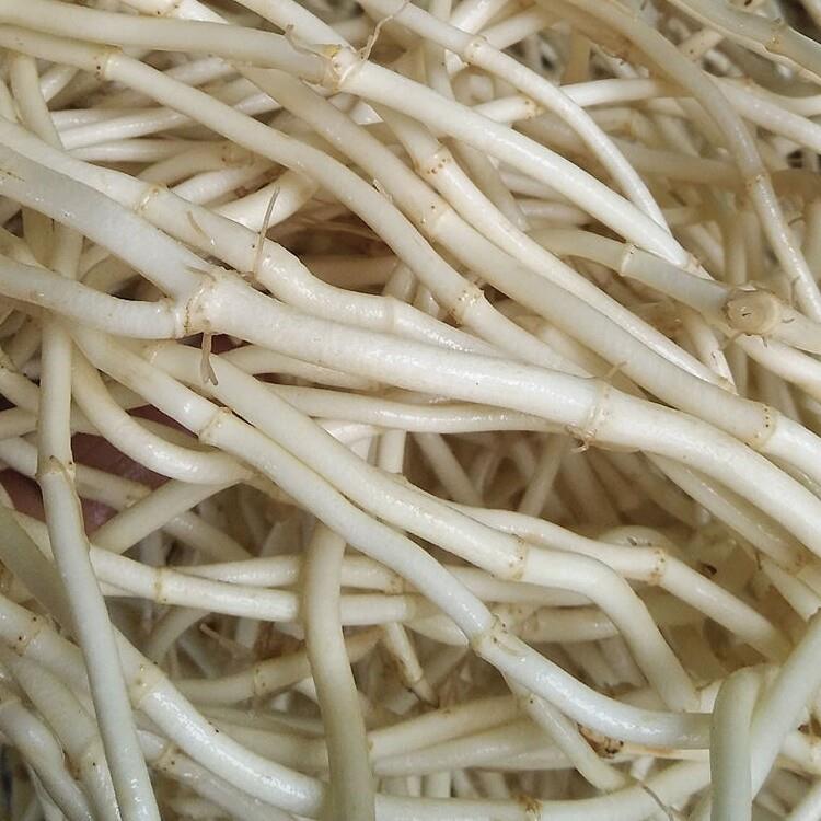 鲜鱼腥新折耳草根折儿根节节根VQE鲜嫩根现挖生侧耳 根凉拌菜5斤
