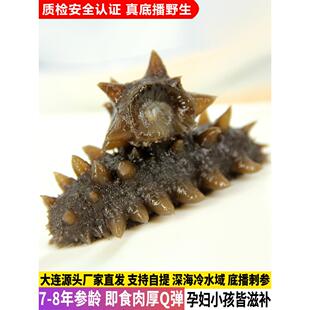 老年海参软糯滋大补特惠孕妇参5 TCN连单即食海参基地人播种野参