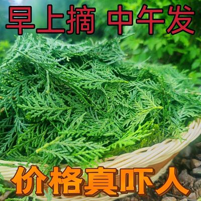 柏树叶新鲜侧柏叶现摘野生