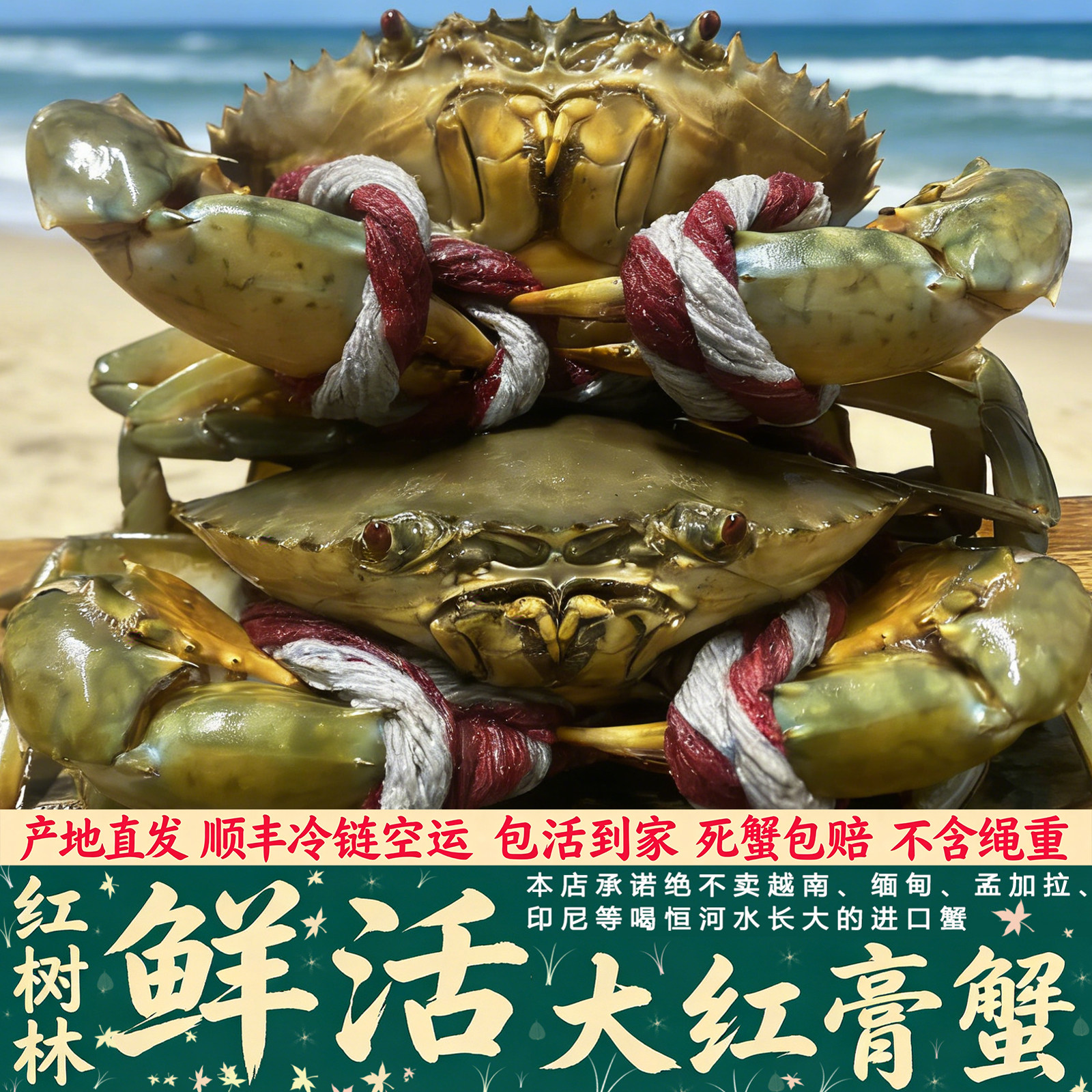 三门爆膏满黄特大红膏蟹青蟹肉蟹红鲟母螃蟹奄仔6-7两/只顺丰包活