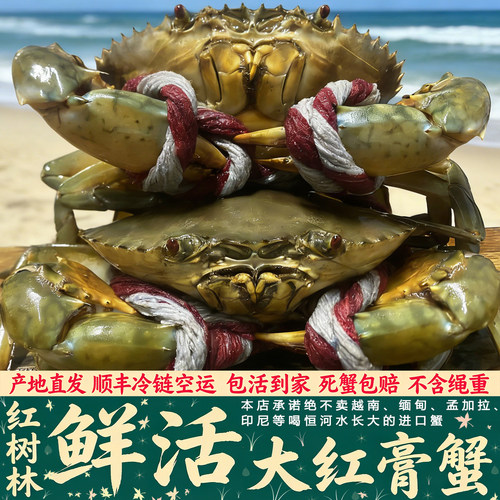 三门爆膏满黄膏蟹肉蟹顺丰包活