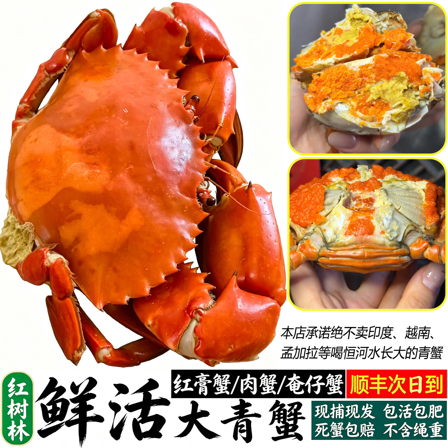鲜活大红膏蟹青蟹满膏满肉送礼盒