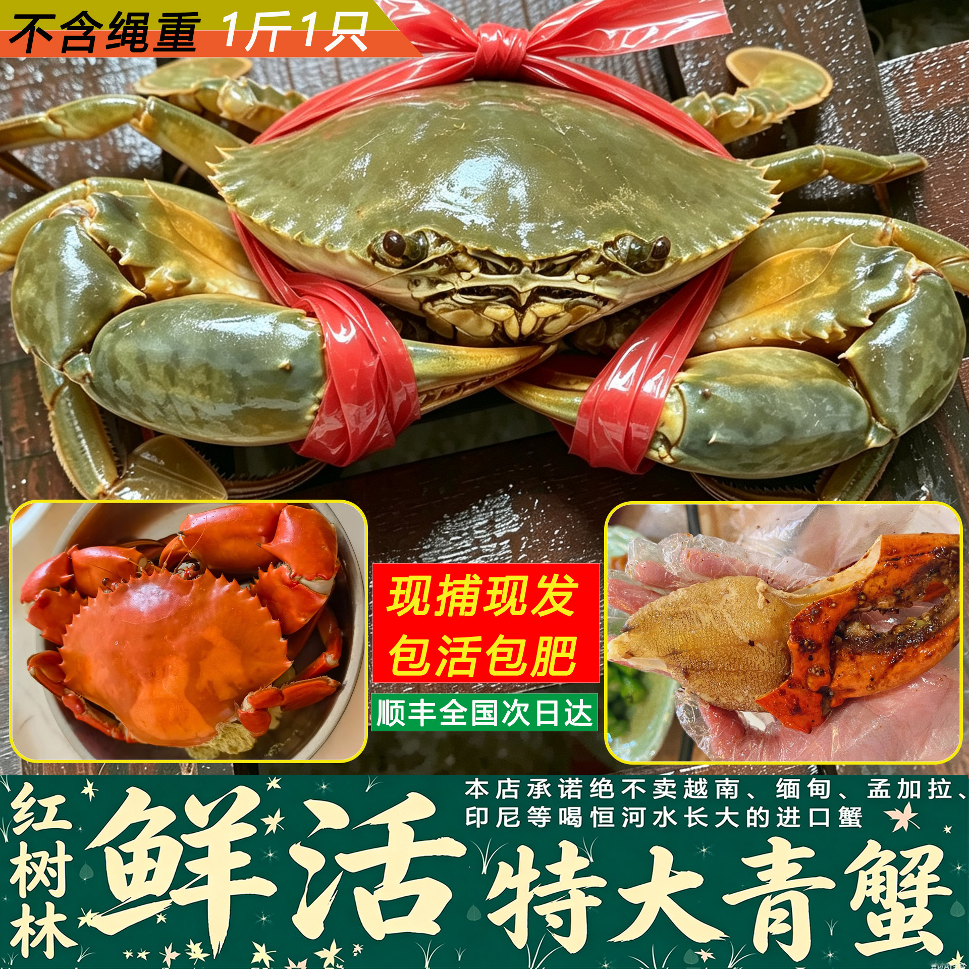 红树林野生鲜活特大公青蟹3斤