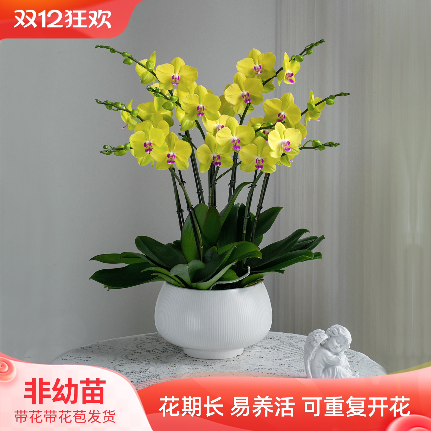 金色池塘蝴蝶兰盆栽客厅开业乔迁