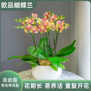 金色池塘欧品蝴蝶兰盆栽带花苞客厅年宵花卉开业乔迁鲜花节日礼品